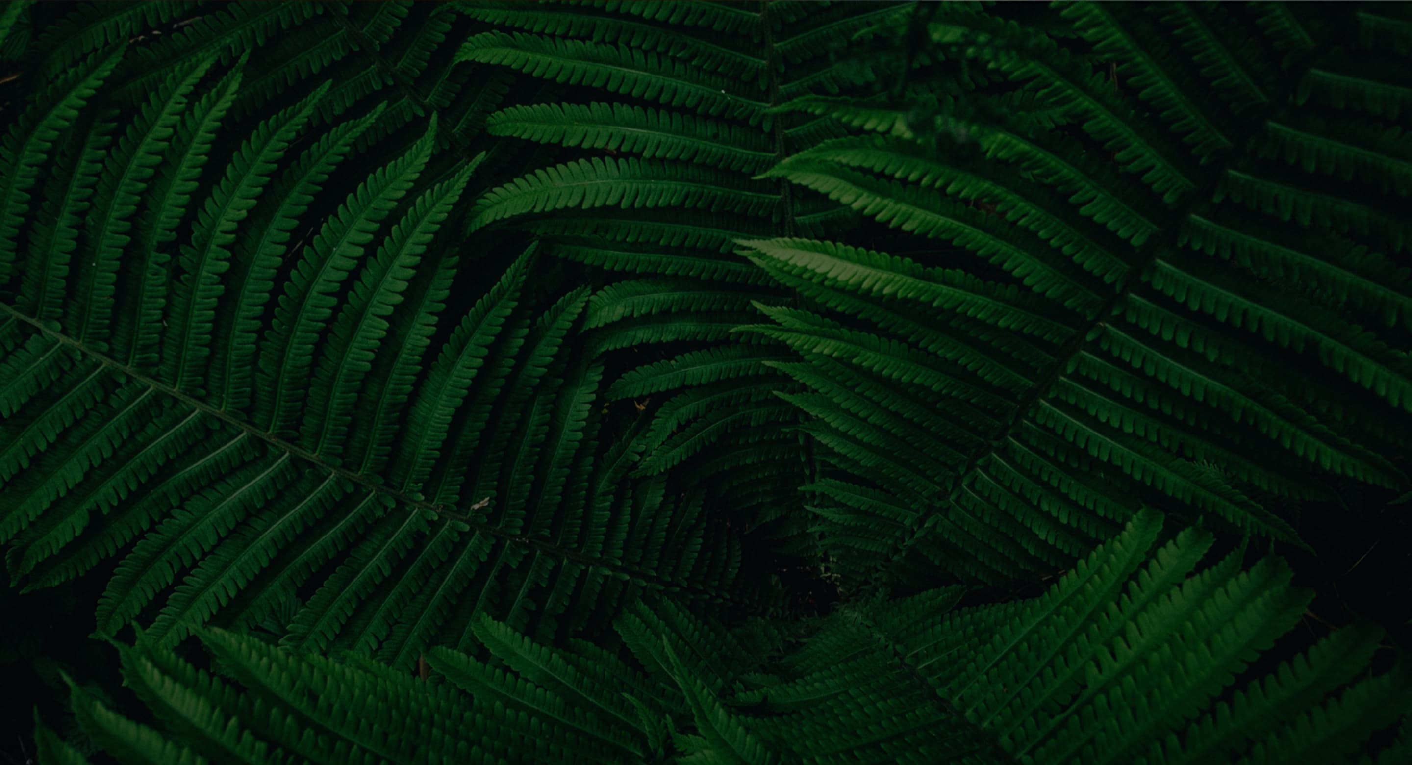 fern leaves background