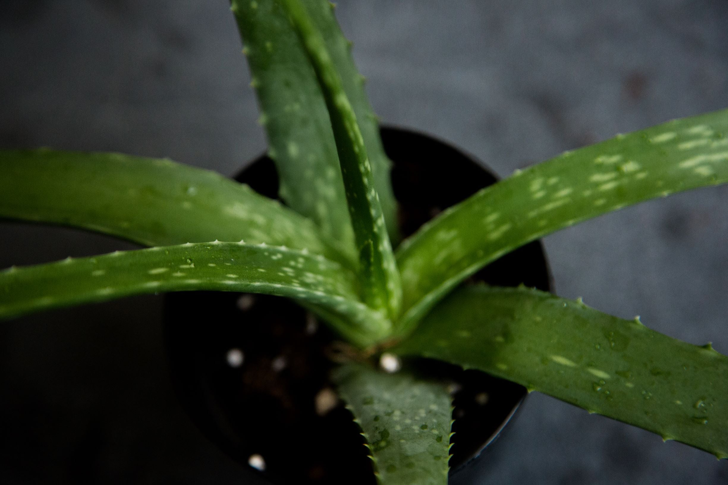 aloe vera leaf